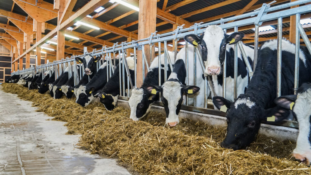 Landwirtschaft_stall Landwirtschaft_stall